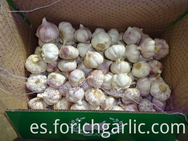 Normal Garlic Crop 2019